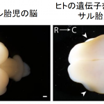 レス6番の画像サムネイル