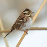 レス2番のサムネイル画像