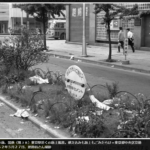 レス11番のサムネイル画像