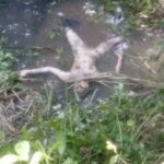 レス1番のサムネイル画像