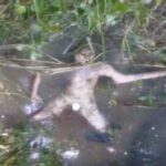 レス1番のサムネイル画像