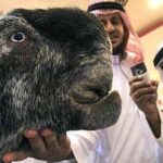 レス2番のサムネイル画像