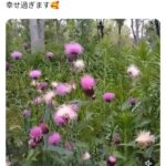 レス2番のサムネイル画像