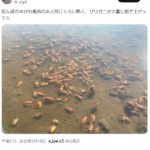 レス90番のサムネイル画像