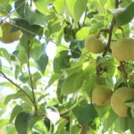 レス44番のリンク先のサムネイル画像