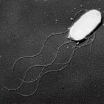 レス29番の画像1