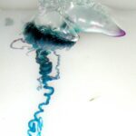 レス18番の画像1