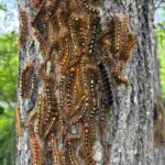 レス2番の画像2