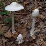 レス16番の画像1