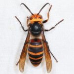 レス12番の画像1