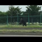 レス24番のリンク先のサムネイル画像