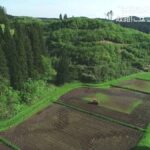 レス1番のリンク先のサムネイル画像