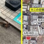 レス1番のリンク先のサムネイル画像