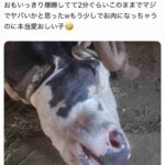 レス1番の画像1