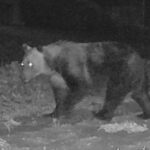 レス2番のリンク先のサムネイル画像