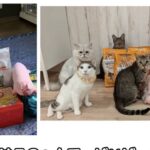 レス1番の画像6