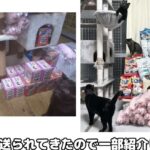 レス1番の画像3