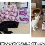 レス1番の画像4