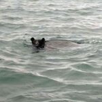 レス1番のリンク先のサムネイル画像