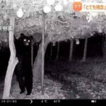 レス1番のリンク先のサムネイル画像