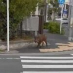 レス2番の画像1