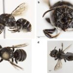 レス2番の画像1