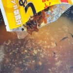 レス12番の画像2