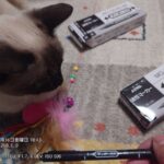 レス4番の画像1