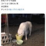 レス5番の画像1