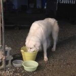 レス5番の画像2