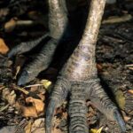 レス2番の画像2