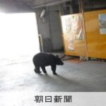 レス1番のリンク先のサムネイル画像