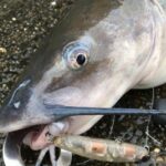 レス1番のリンク先のサムネイル画像