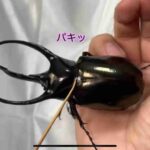 レス25番の画像1