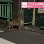 レス2番のリンク先のサムネイル画像